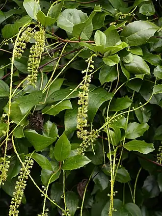 Itea illicifolia