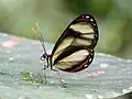 Babočkovitý motýl Ithomia salapia