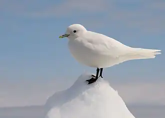 alternativní popis obrázku chybí