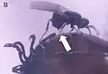 Parazitická chalcidka Ixodiphagus hookeri klade vajíčka do klíštěte.