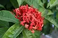 Mořenovité: květenství Ixora coccinea