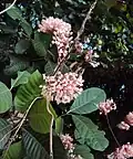 Kvetoucí Ixora elongata