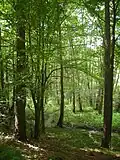 Jasovské dubiny