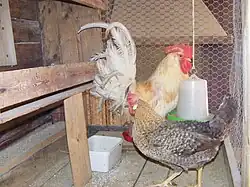 Norská hnědožlutá slepice