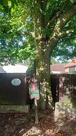 Jírovec v Němčovicích, kmen, označení
