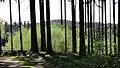 Průhled lesem ze Závrch na Borek - Bukovinský hřbet