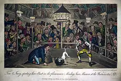 Jacco Macacco ve Westminster-Pit (1821)