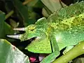 Detail hlavy samce Ch. jacksonii xantholophus