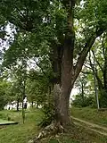 Jadružský jasan