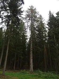 Jadružský smrk