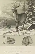 Jelen (litografie)