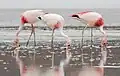 Plameňák Jamesův (Phoenicopterus jamesi)