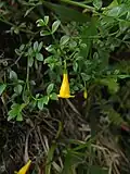 Neobvykle kvetoucí Jasminum bignoniaceum