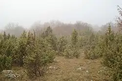 Na Jasovské planině za mlhy