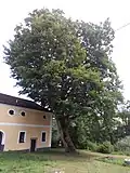 Javor klen ve Vříšti