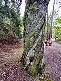 Šroubovitě stočený kmen exempláře v Bečovské botanické zahradě