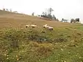 Ovce na pastvě