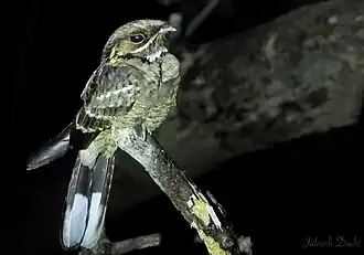 Subsp. atripennis