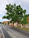 Památný jerlín