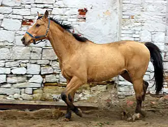 Kůň Kinský