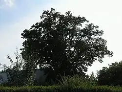 Jestřebická lípa