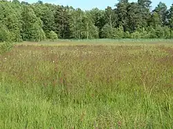 Podmáčená louka
