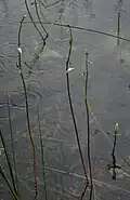 Vodní druh Lobelia dortmanna