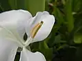 Detail čnělky a prašníků Hedychium coronarium