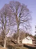 jilm drsný – památný strom