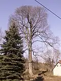jilm drsný – památný strom