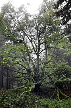 v říjnu 2015
