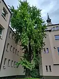 Kolín, jinandvoulaločný v Kolíně