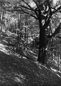 v roce 1930