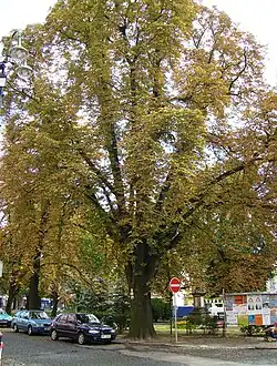 Jírovec maďal v Lysé nad Labem