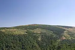 Smrk z Paličníku