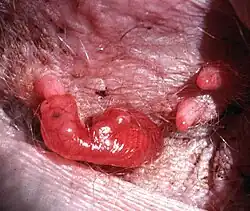 Mládě klokana s počínající organogenezí (vč. patrného základu budoucího oka) saje na struku; vedle něj patrné další struky