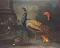 Jan Václav Peter – krocan, páv, čejka a králík (před 1829)