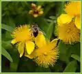 Třezalka kalíškatá (Hypericum calycinum)
