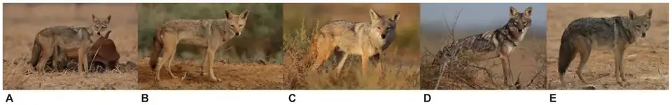 Na obrázku je celkem pět fotografií vlka afrického, fotografie více vlevo ukazují spíše subtilnější jedince, směrem doprava jde o větší jedince více podobné vlkovi obecnému