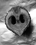 Tlustostěnný plod Juglans californica