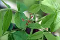 Samičí květenství ořešáku popelavého (Juglans cinerea)