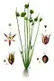 Juncus capitatus