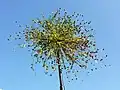 Juncus sphaerocarpus
