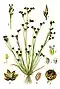 Juncus tenageia