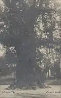 Körnerův dub ~1900