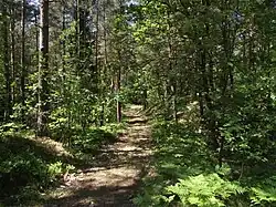 Les, Kąty Rybackie