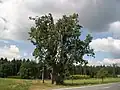 Hodušínská lípa