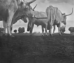 Dobytek, 1930