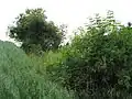 Kašparův vrch, na hranici pole