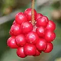 Souplodí bobulí kadsury japonské (Kadsura japonica)